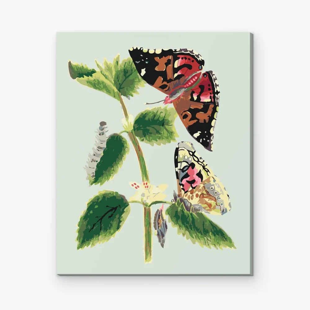 Pintar por Números - intage mariposas I