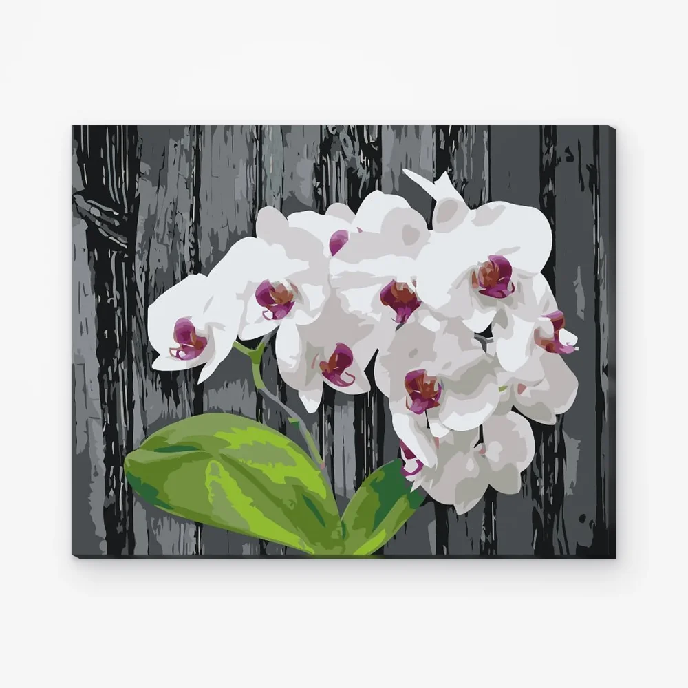 Pintar por Números - Orquídea blanca