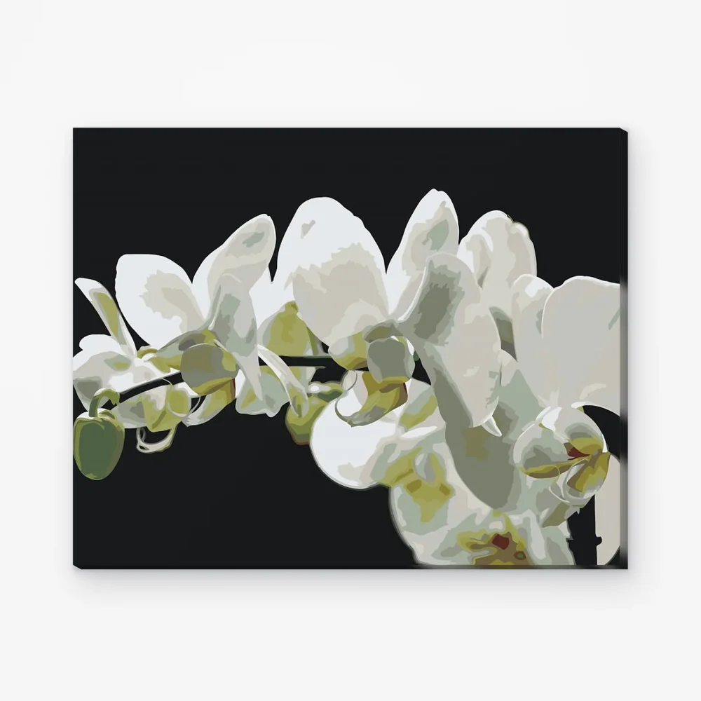 Pintar por Números - Orquídea blanca 2