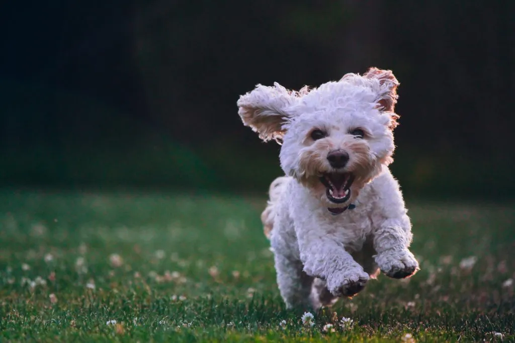 Dibujar o pintar un perro en 6 pasos