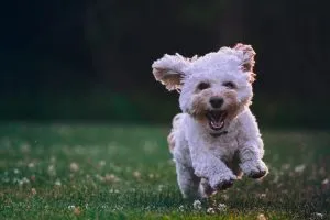 Dibujar o pintar un perro en 6 pasos