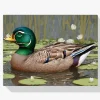 Pintar por Números - Pato salvaje pacífico entre los lirios