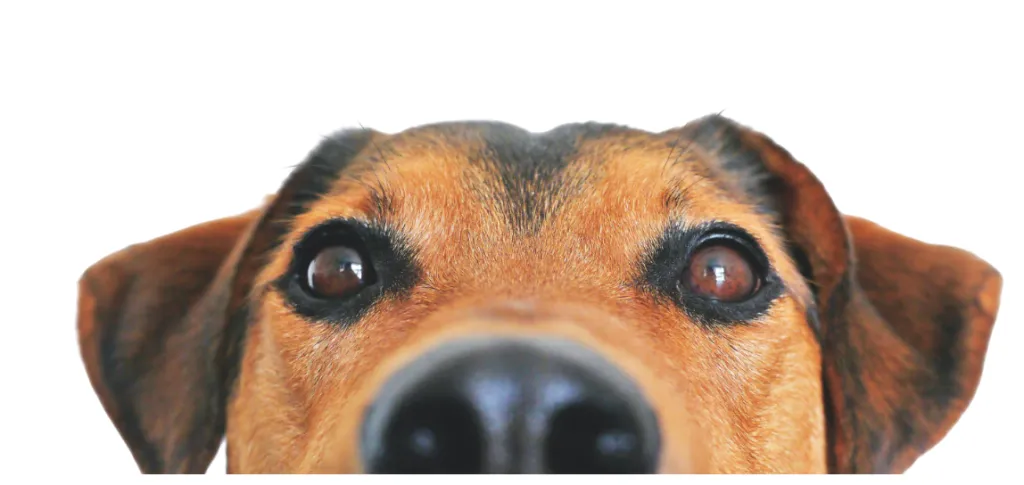 Colección de perros para pintar por números