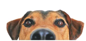 Colección de perros para pintar por números