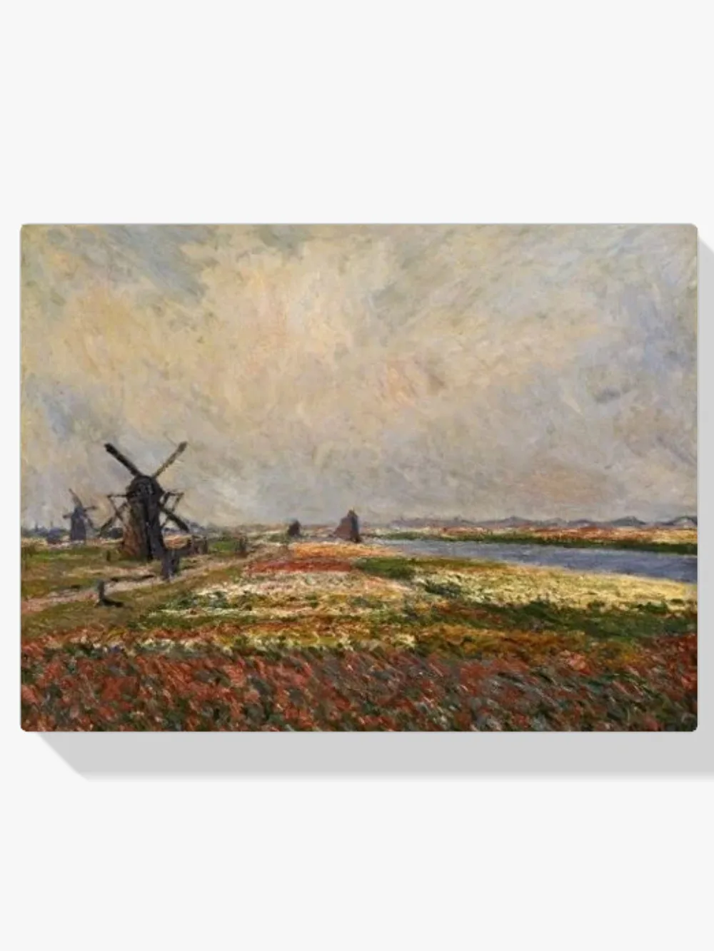 Pintar por números Campos de tulipanes y molinos cerca de Rijnsburg