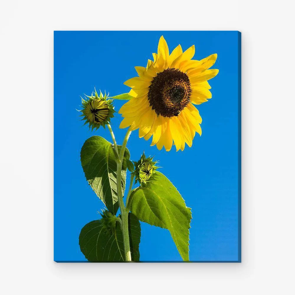 Pintar por Números - Girasol bajo el cielo azul