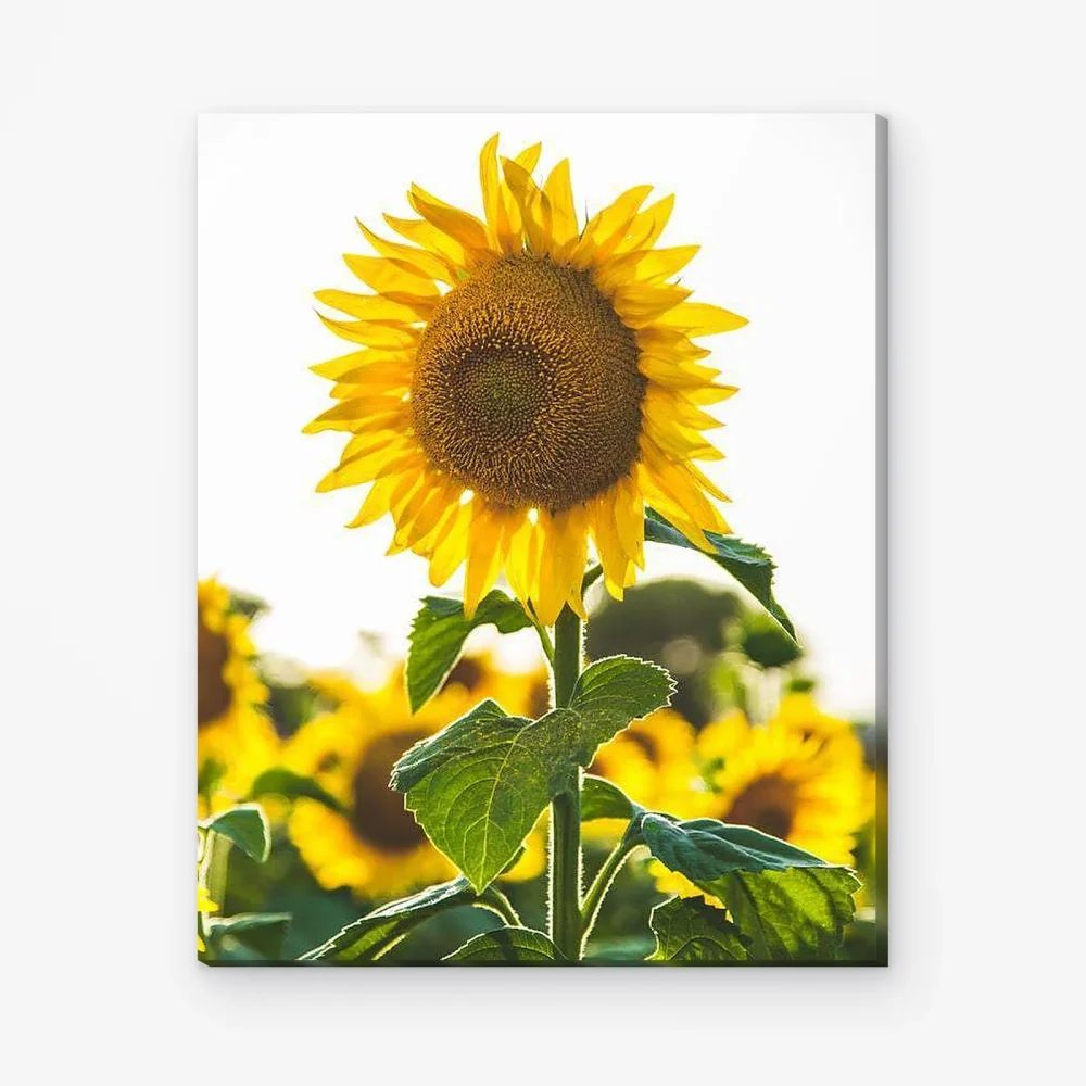 Pintar por Números - Girasol en el campo