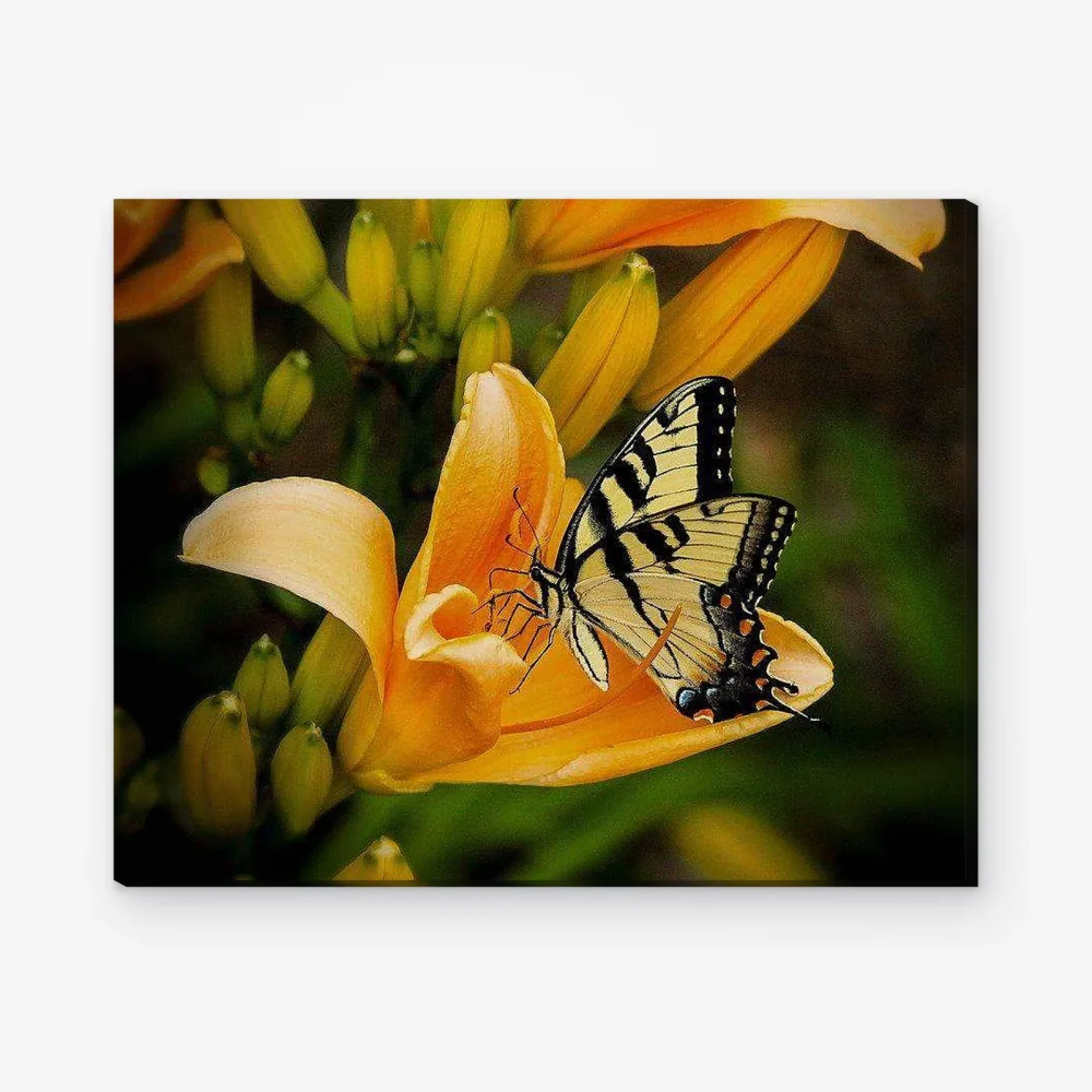 Pintar por Números - Mariposa sobre un tulipán