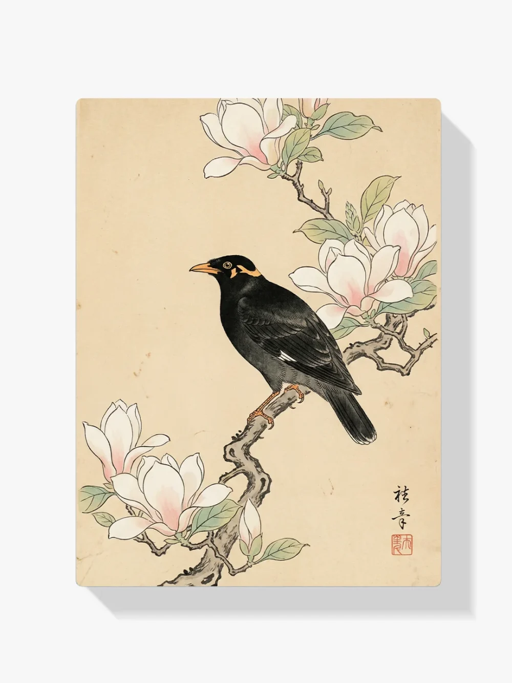 Pintar por números Mirlo junto a la magnolia