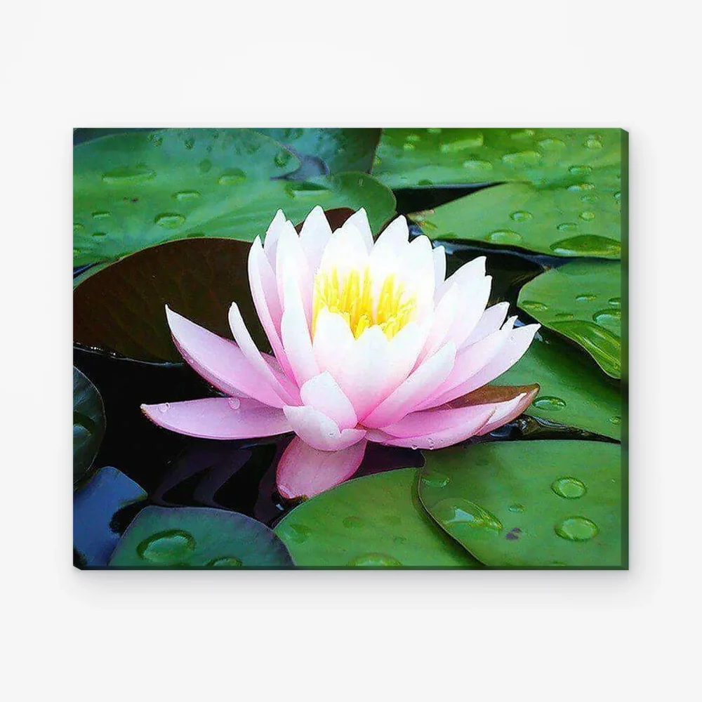 Pintar por Números - Nenúfar rosa