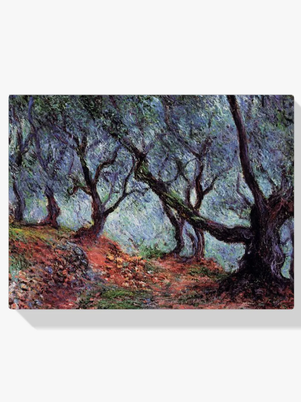Pintar por números Olivar en Bordighera