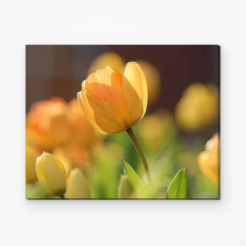 Pintar por Números - Tulipán abstracto
