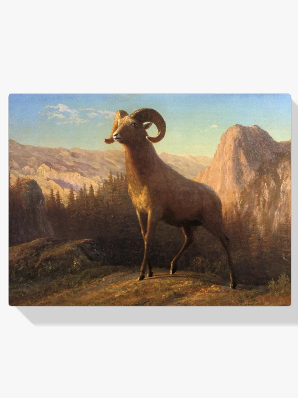 Pintar por números Un carnero de las Rocosas (Ovis montana)